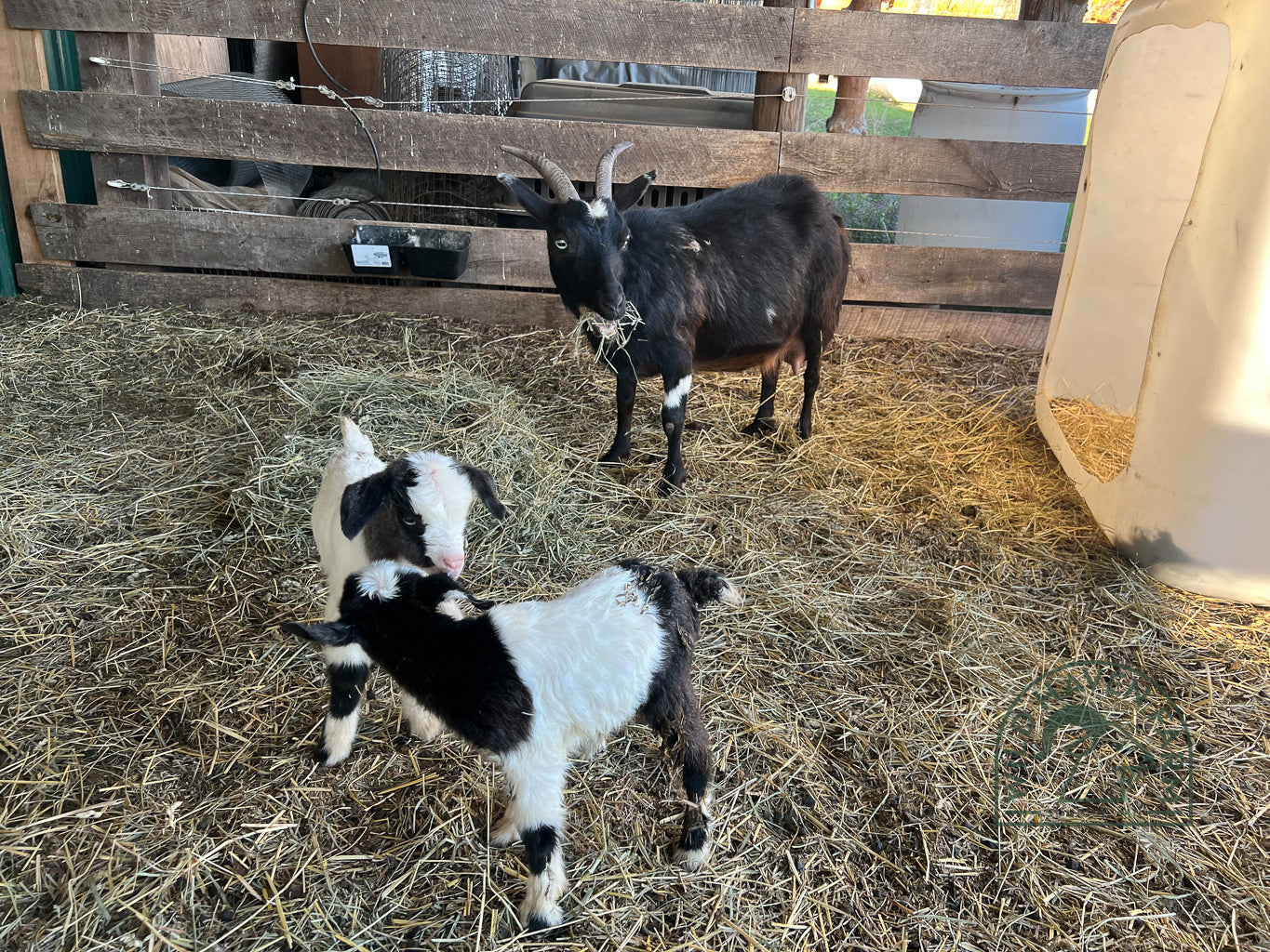 Wild Haven Deana - Myotonic Doeling