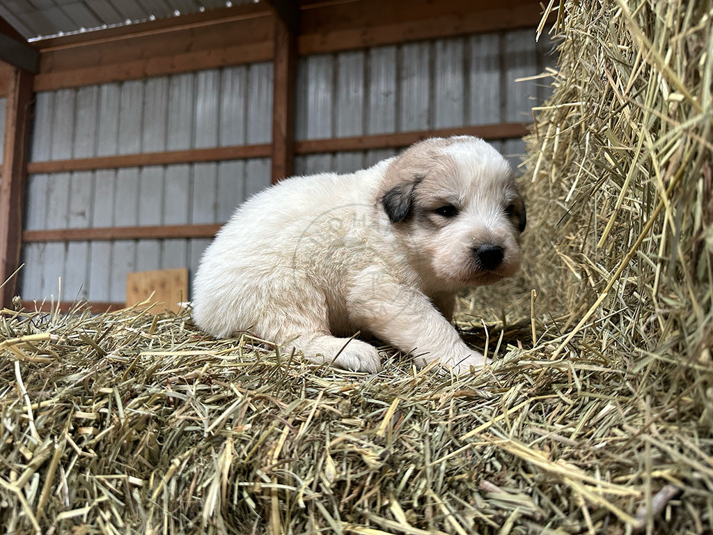 Antonio - Great Pyrenees Puppy