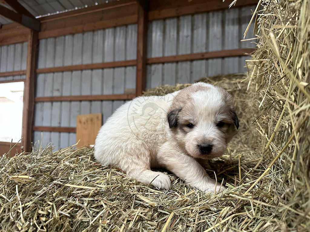 Antonio - Great Pyrenees Puppy