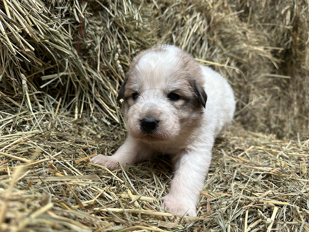 Antonio - Great Pyrenees Puppy