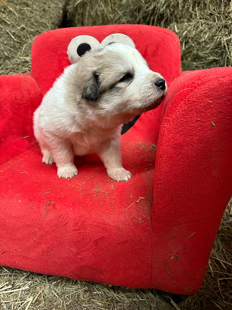 Great Pyrenees puppy in a stuffed Elmo chair