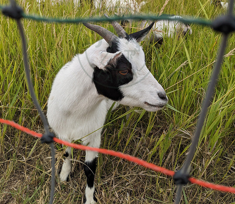 Baily - Miniature Myotonic/Fainter Doe