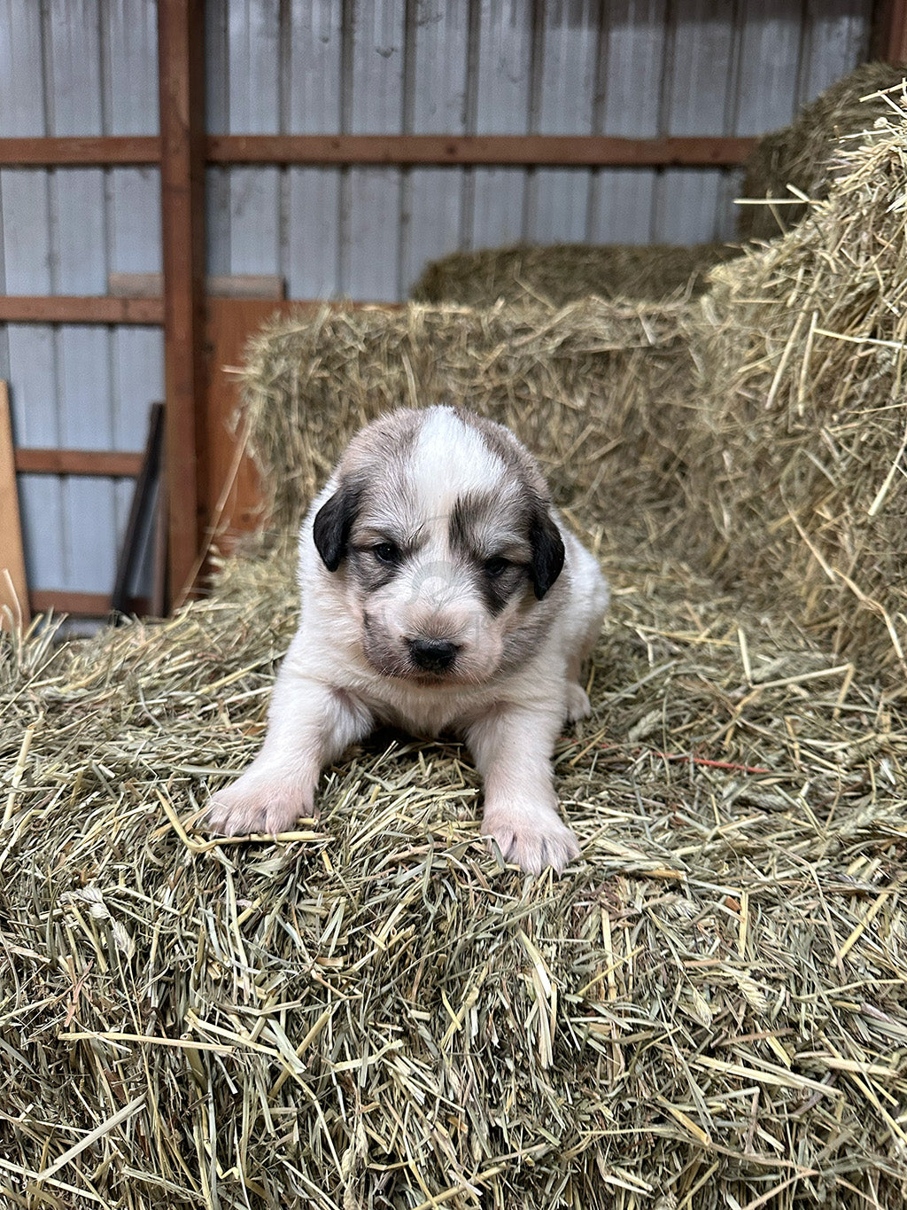 Bruno - Great Pyrenees Puppy