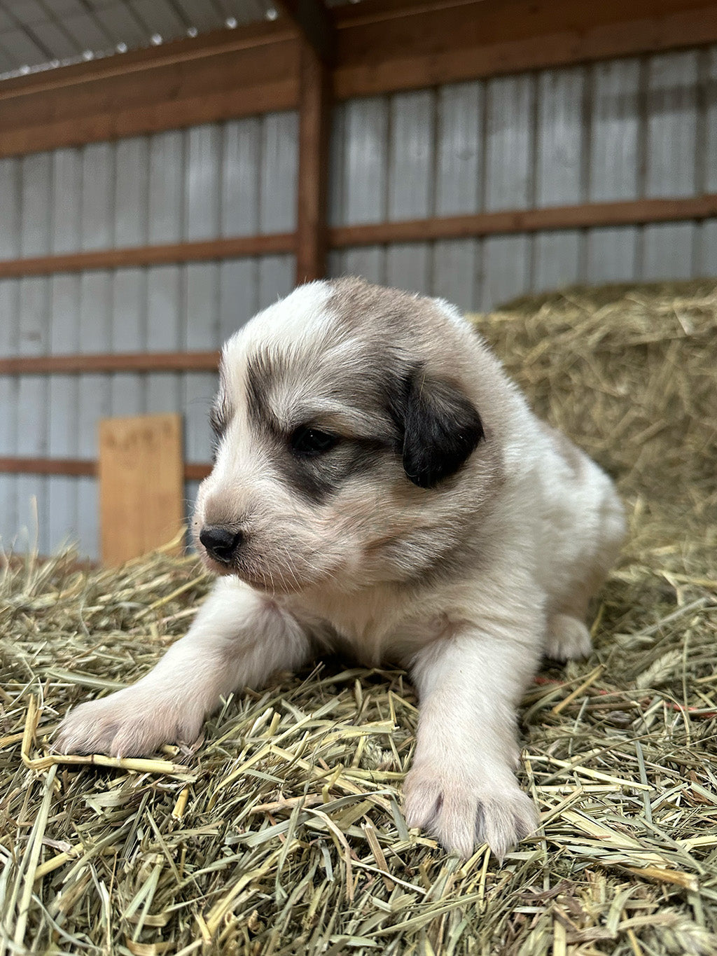 Bruno - Great Pyrenees Puppy
