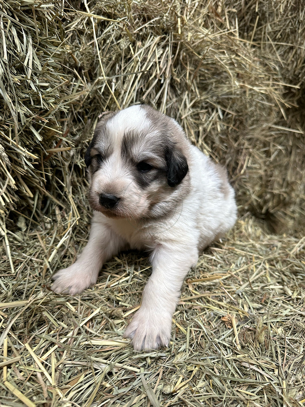 Bruno - Great Pyrenees Puppy
