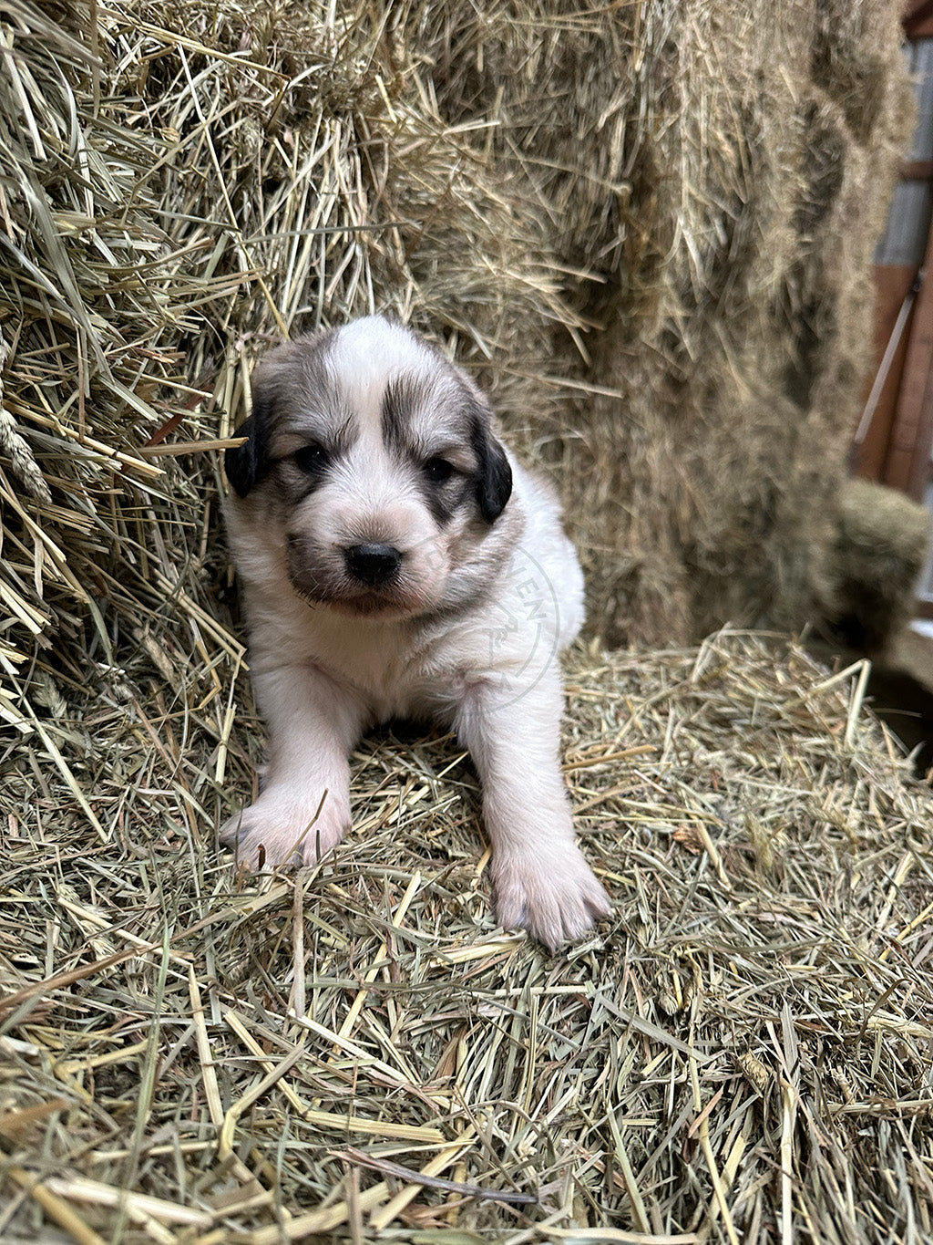 Bruno - Great Pyrenees Puppy