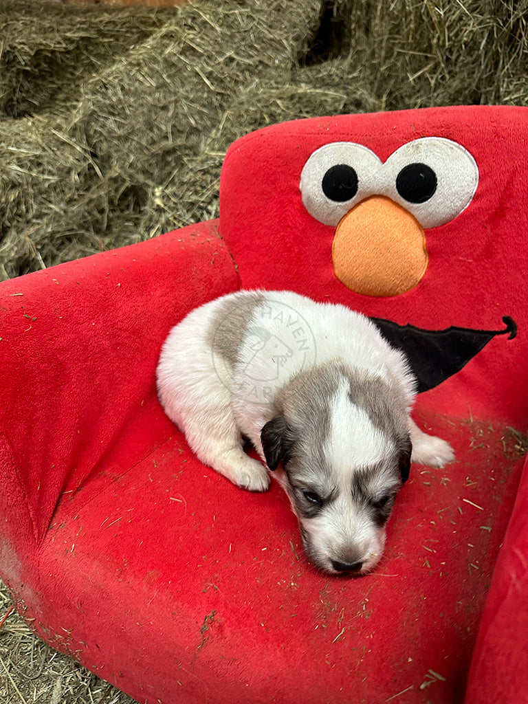 Great Pyrenees puppy in a stuffed Elmo chair