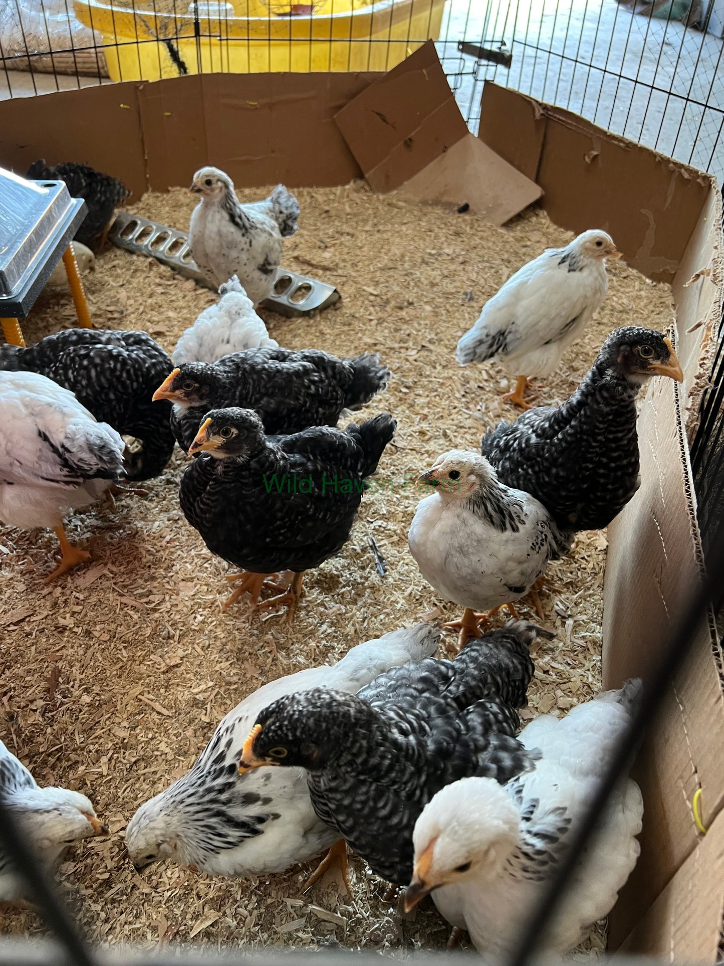 Organic Broiler Chicken Deposit - 2026
