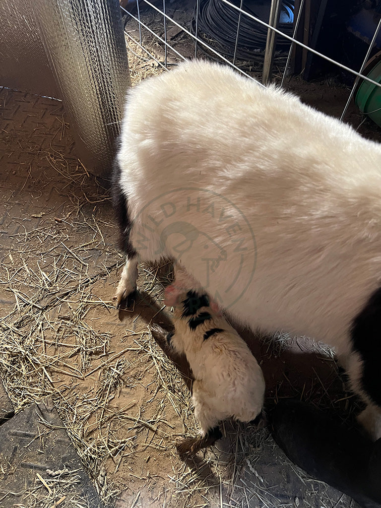 Dumplin' - Myotonic Doeling