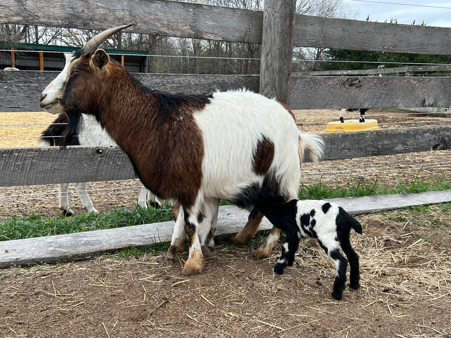 Daisy - Myotonic Doeling - SOLD