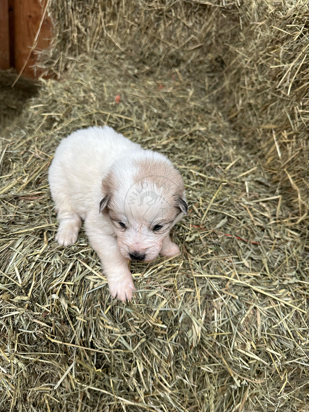 Isabela - Great Pyrenees Puppy