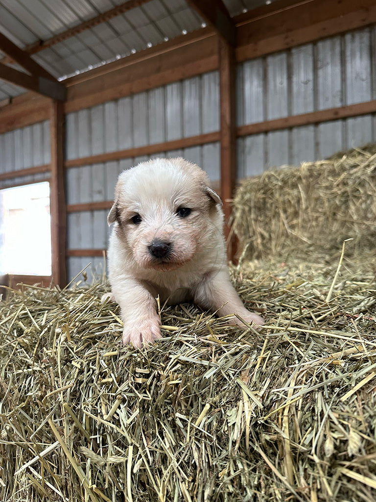 Isabela - Great Pyrenees Puppy