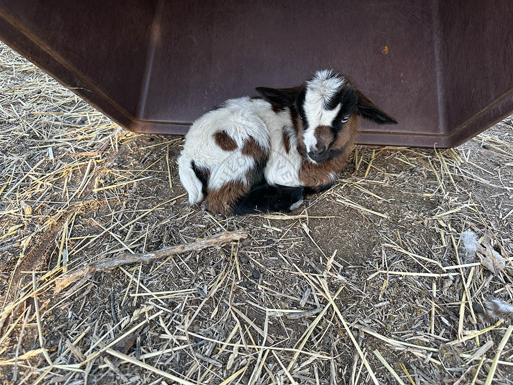 Journey, a doeling goat at Wild Haven Farm