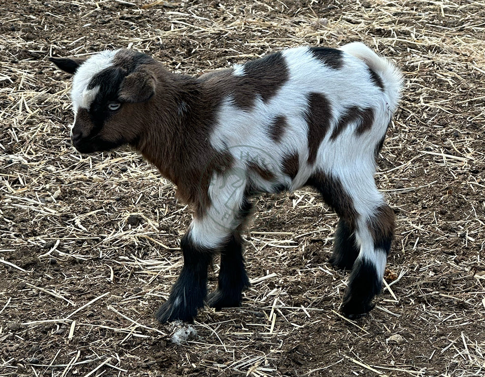 Journey, a doeling goat at Wild Haven Farm