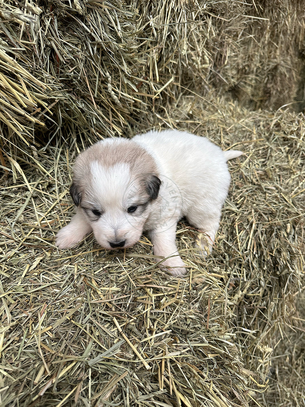 Julieta - Great Pyrenees Puppy