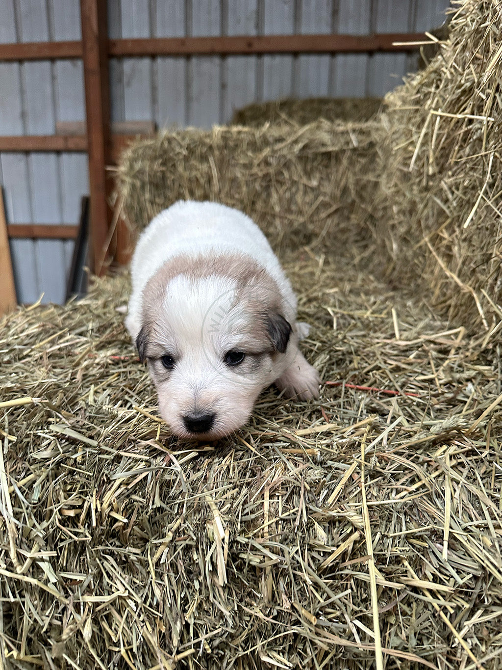 Julieta - Great Pyrenees Puppy