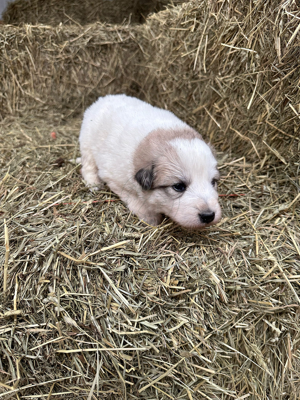 Julieta - Great Pyrenees Puppy