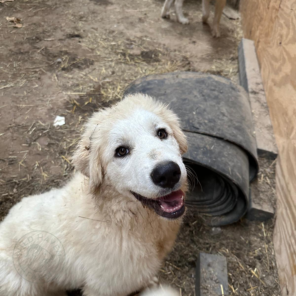 Julieta - Great Pyrenees Puppy