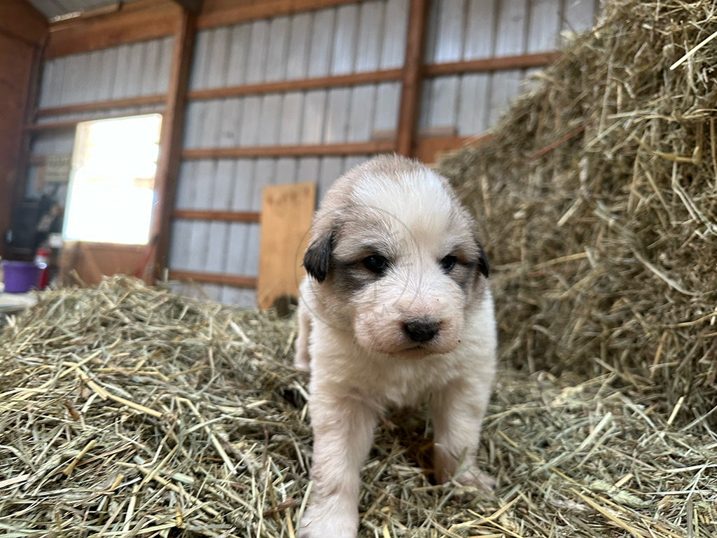 Luisa - Great Pyrenees Puppy
