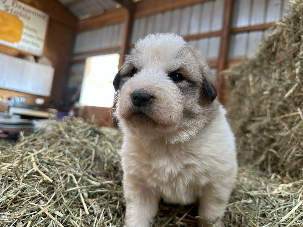 Luisa - Great Pyrenees Puppy