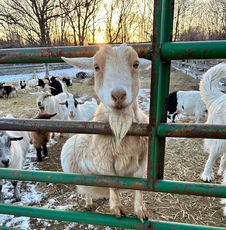 Mindy, a Nigerian Dwarf doe