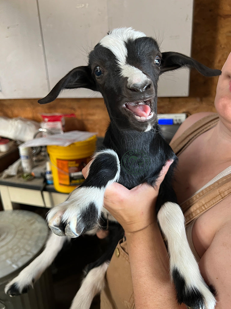 Minnie - Myotonic/Fainting Doeling