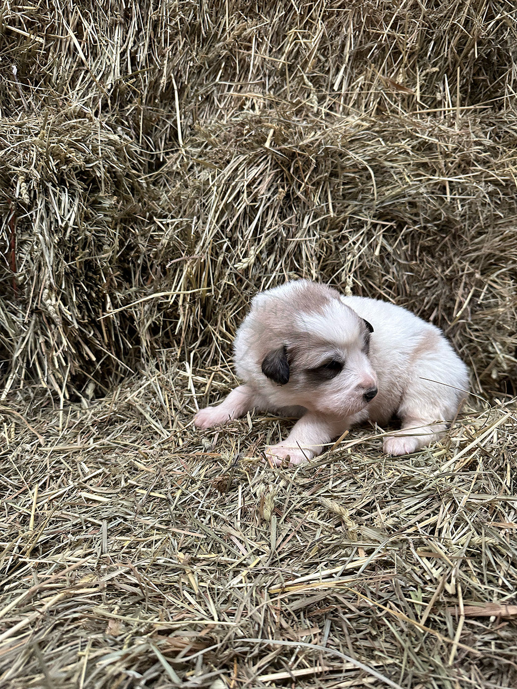 Great Pyrenees Puppy on hay bale
