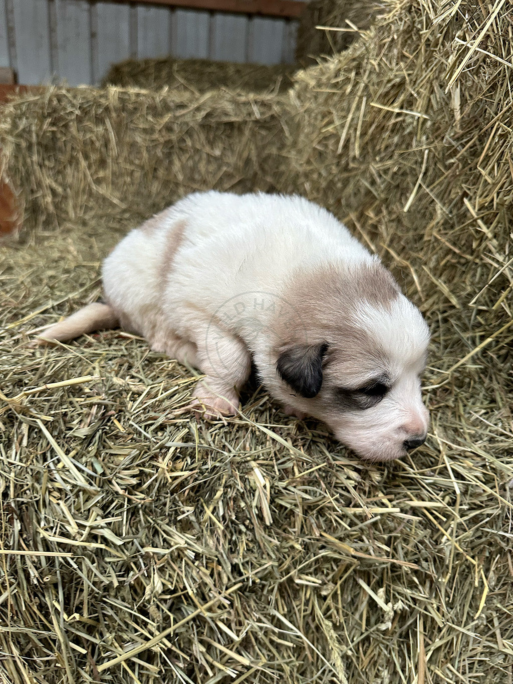 Great Pyrenees Puppy on hay bale