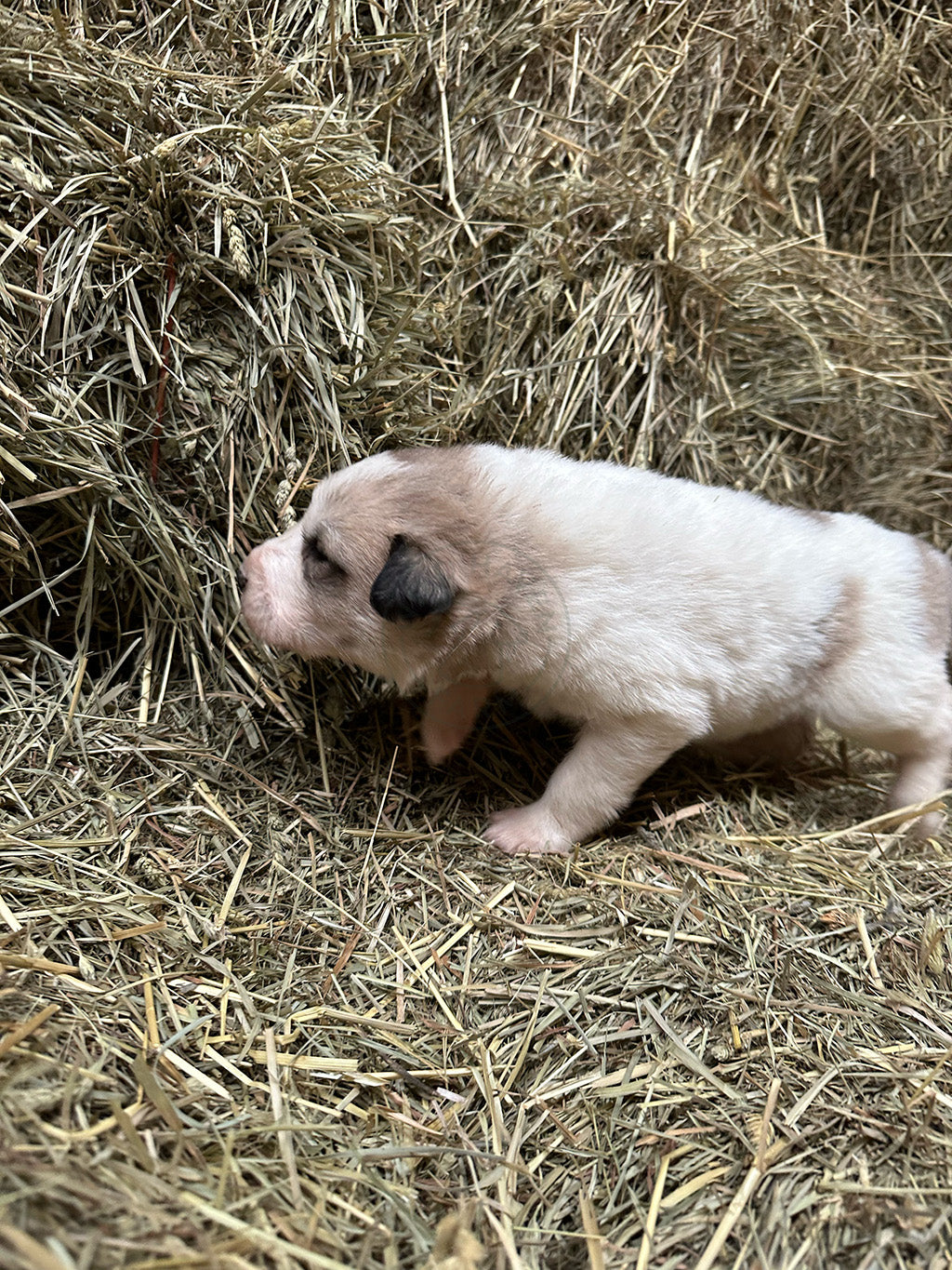 Great Pyrenees Puppy on hay bale