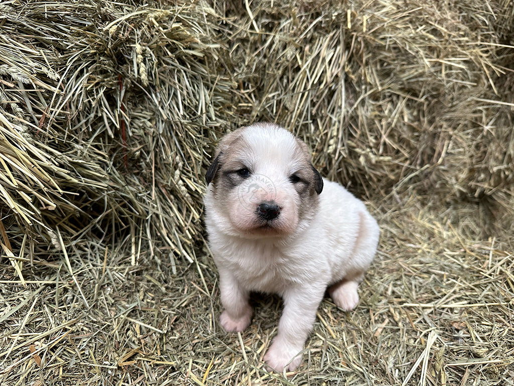 Great Pyrenees Puppy on hay bale