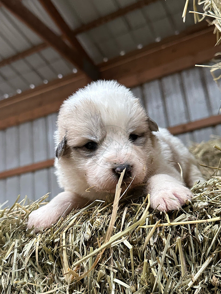 Pepa - Great Pyrenees Puppy