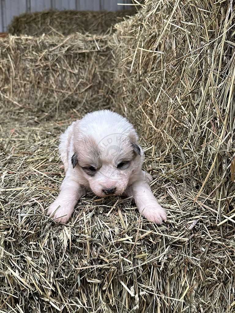 Pepa - Great Pyrenees Puppy