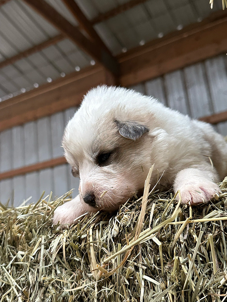 Pepa - Great Pyrenees Puppy