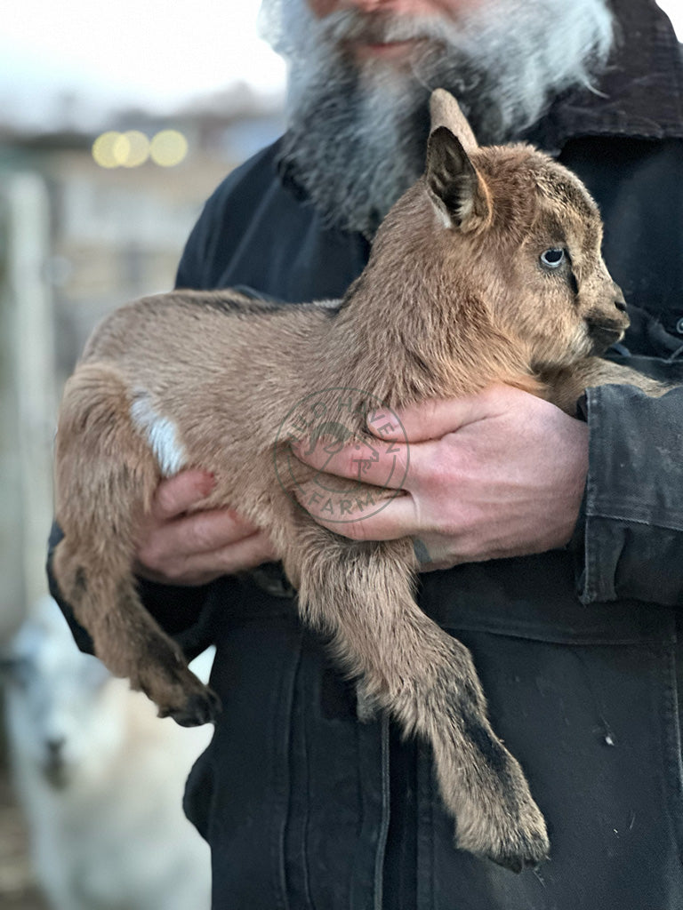 Man holding baby goat