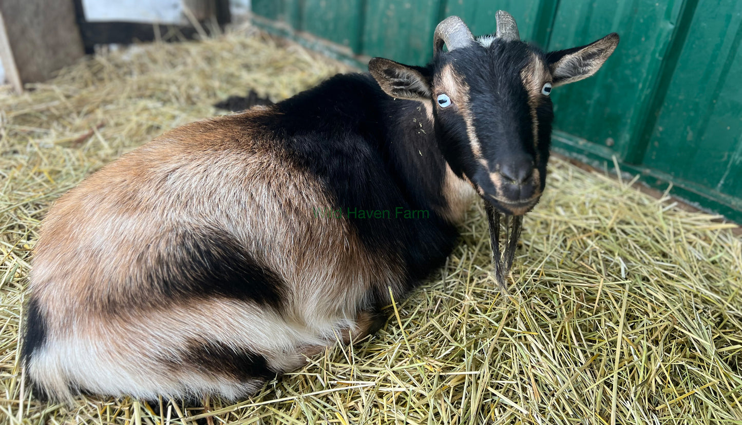 Skye - Nigerian Dwarf Doe