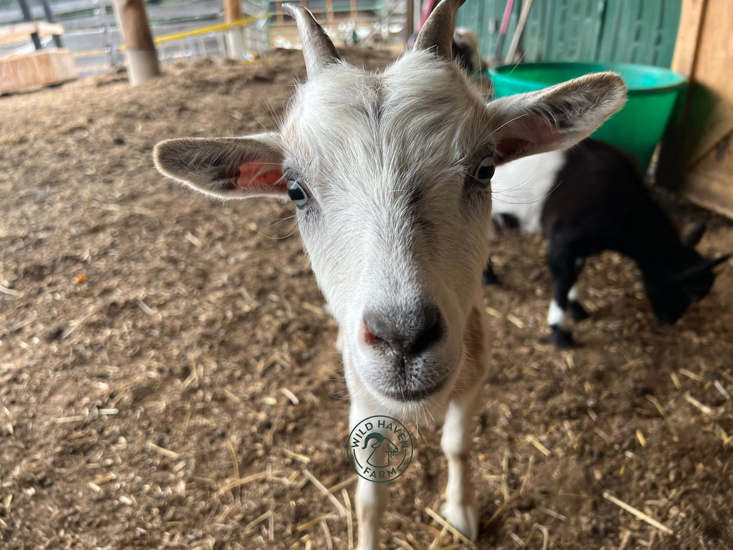 Susanna - Nigerian Dwarf Doe