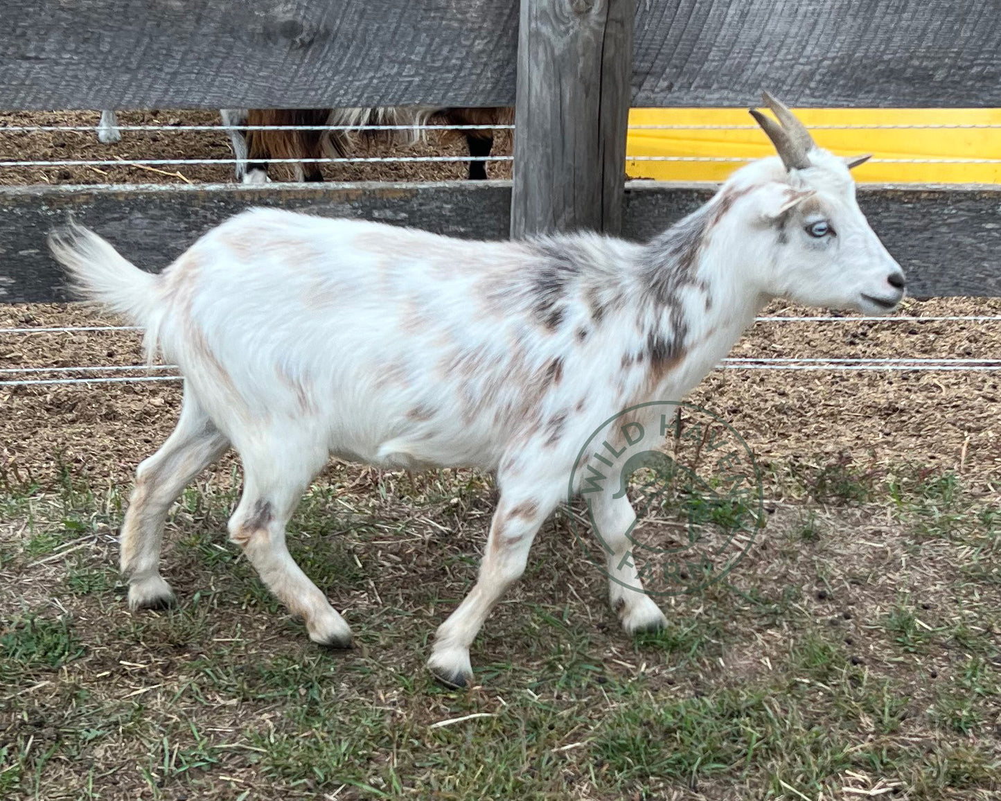 Susanna - Nigerian Dwarf Doe