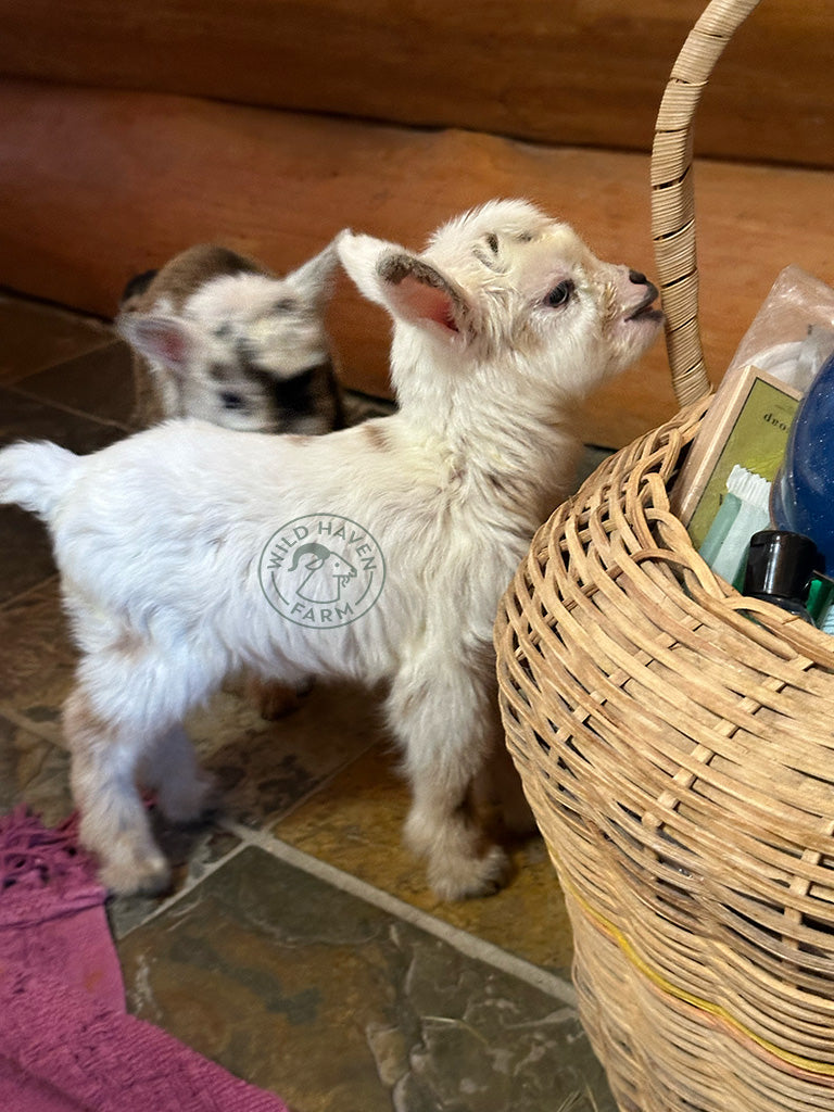 Valentina - Hybrid Doeling - ADOPTED