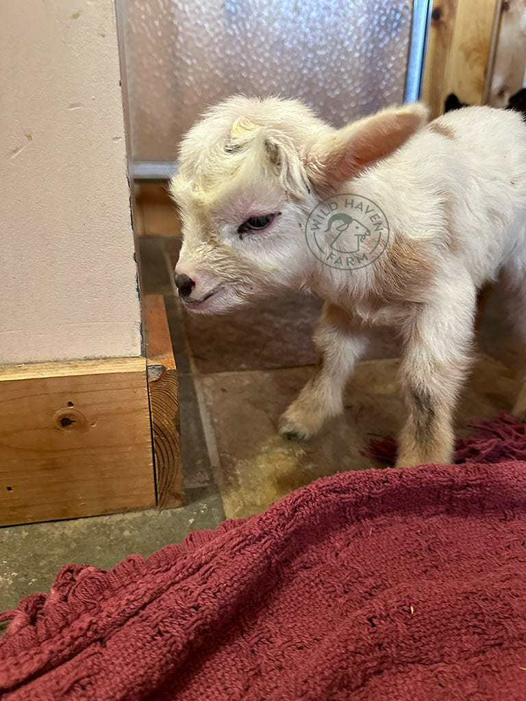 Valentina - Hybrid Doeling - ADOPTED