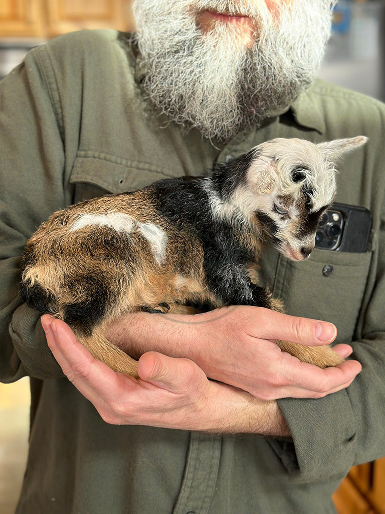 Zack - Hybrid Buckling - ADOPTED