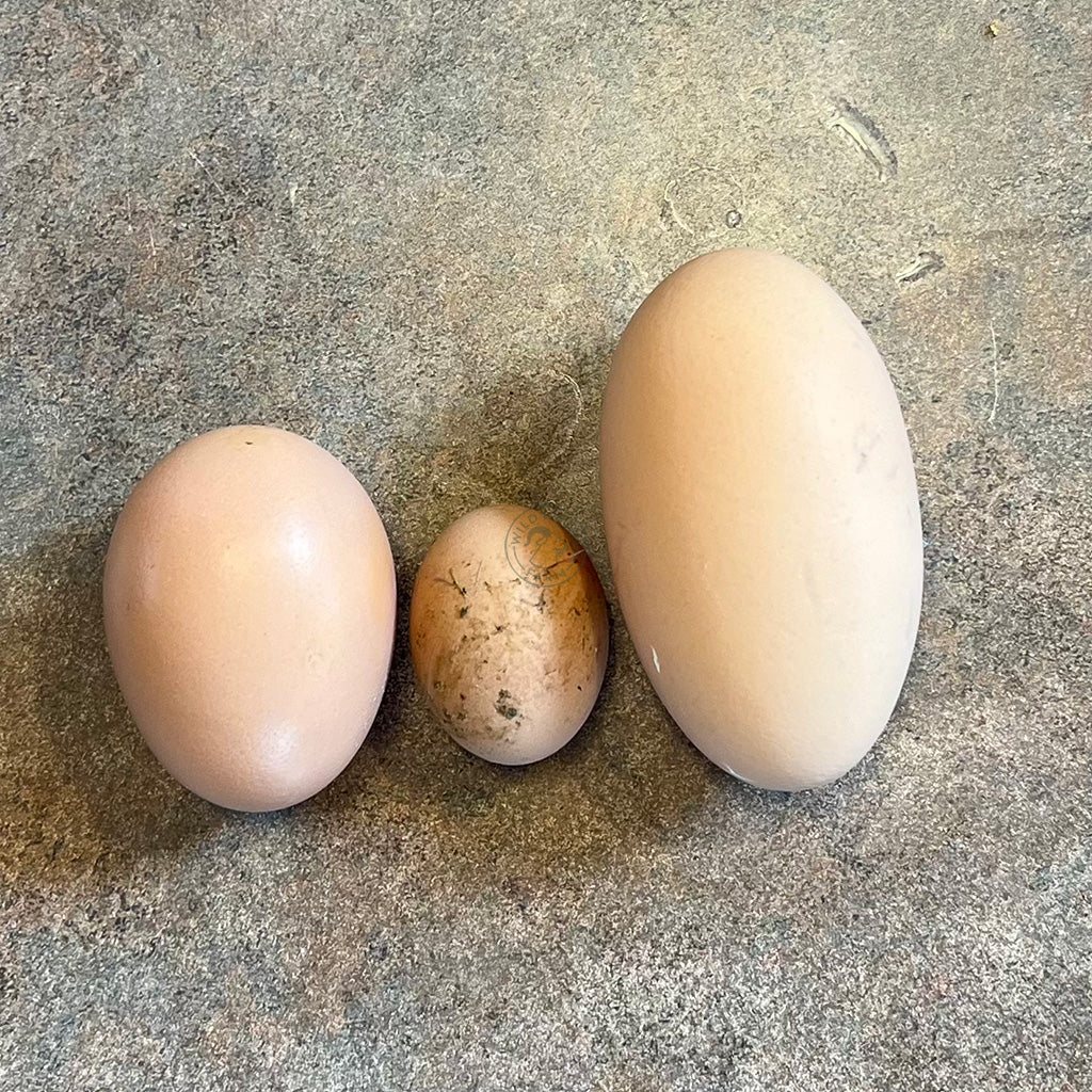 Organic Egg Subscription