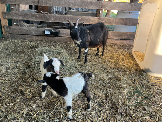 Wild Haven Deana - Myotonic Doeling