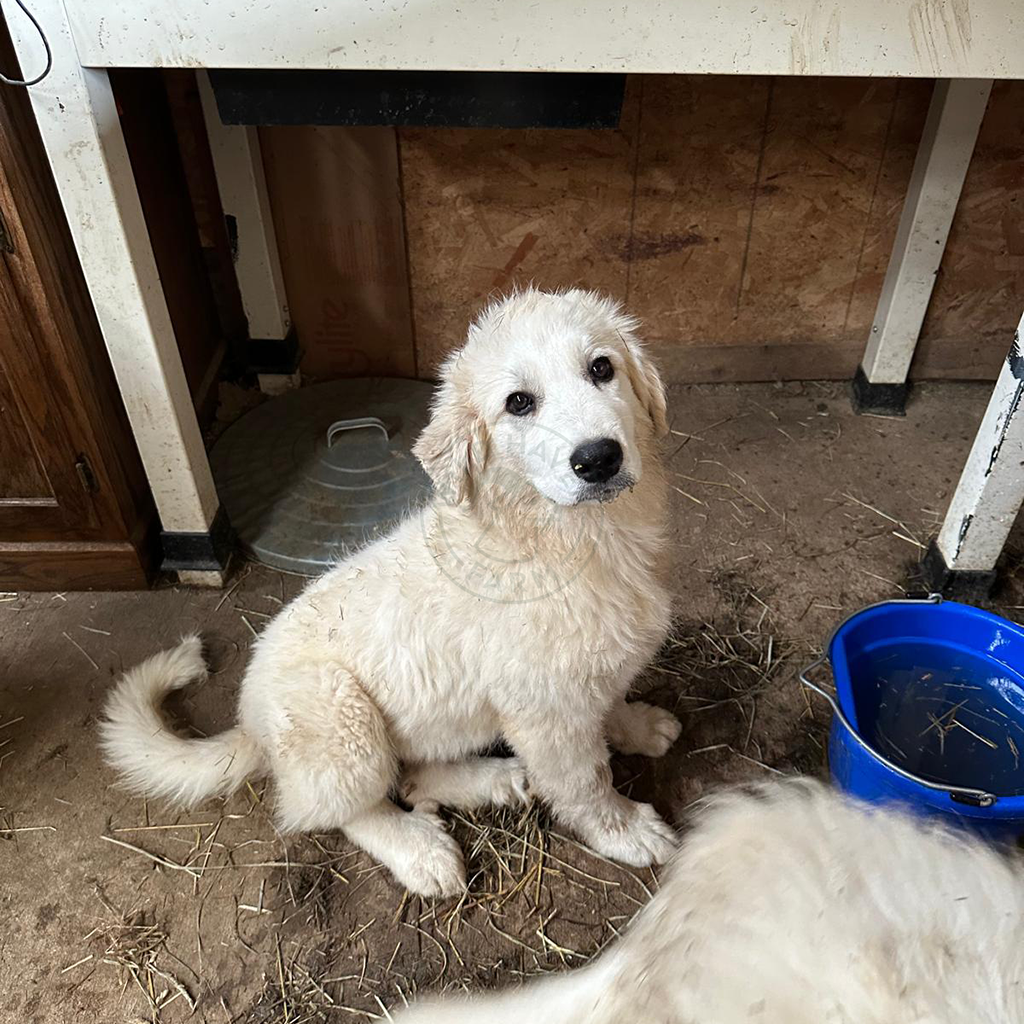 Dolores - Great Pyrenees Puppy