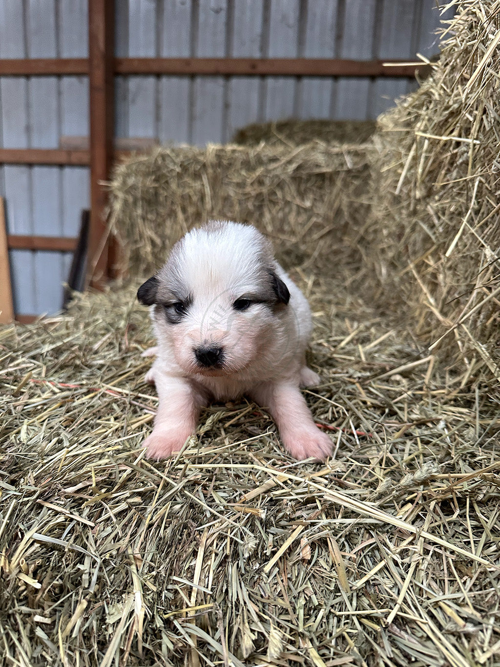 Dolores - Great Pyrenees Puppy