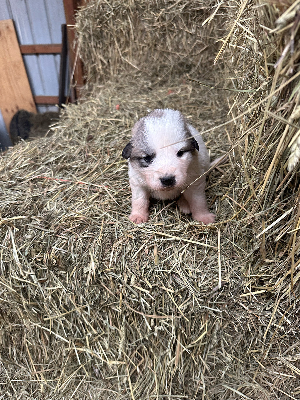 Dolores - Great Pyrenees Puppy