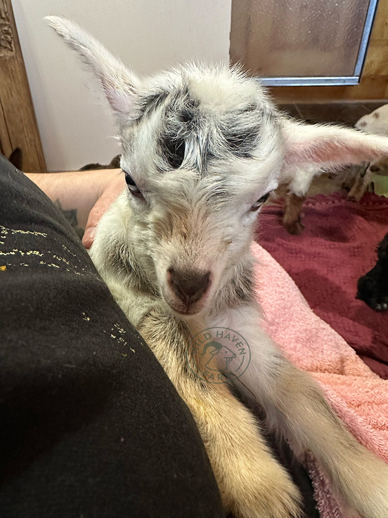 Esther, a bottle-fed doeling goat at Wild Haven Farm.