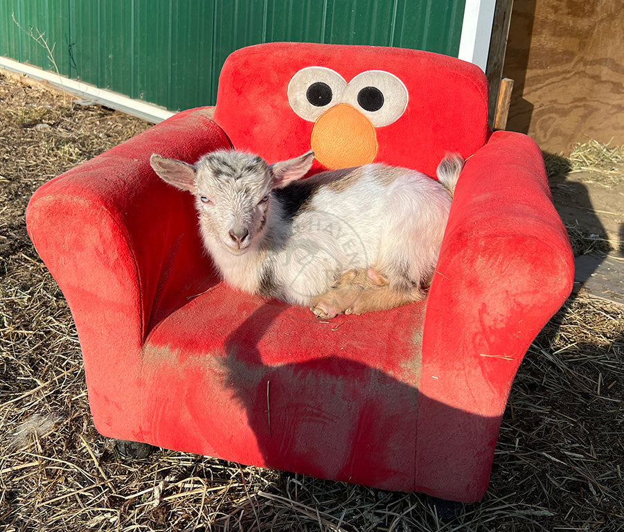 Esther, a bottle-fed doeling goat at Wild Haven Farm.