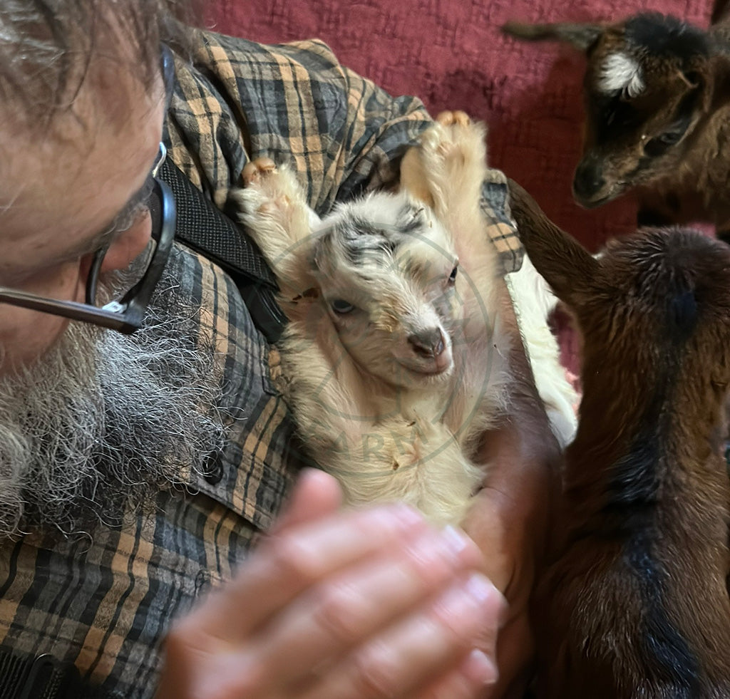 Esther, a bottle-fed doeling goat at Wild Haven Farm.
