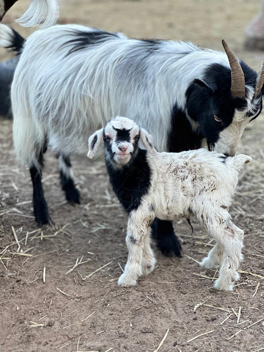 Baby goat with its mother