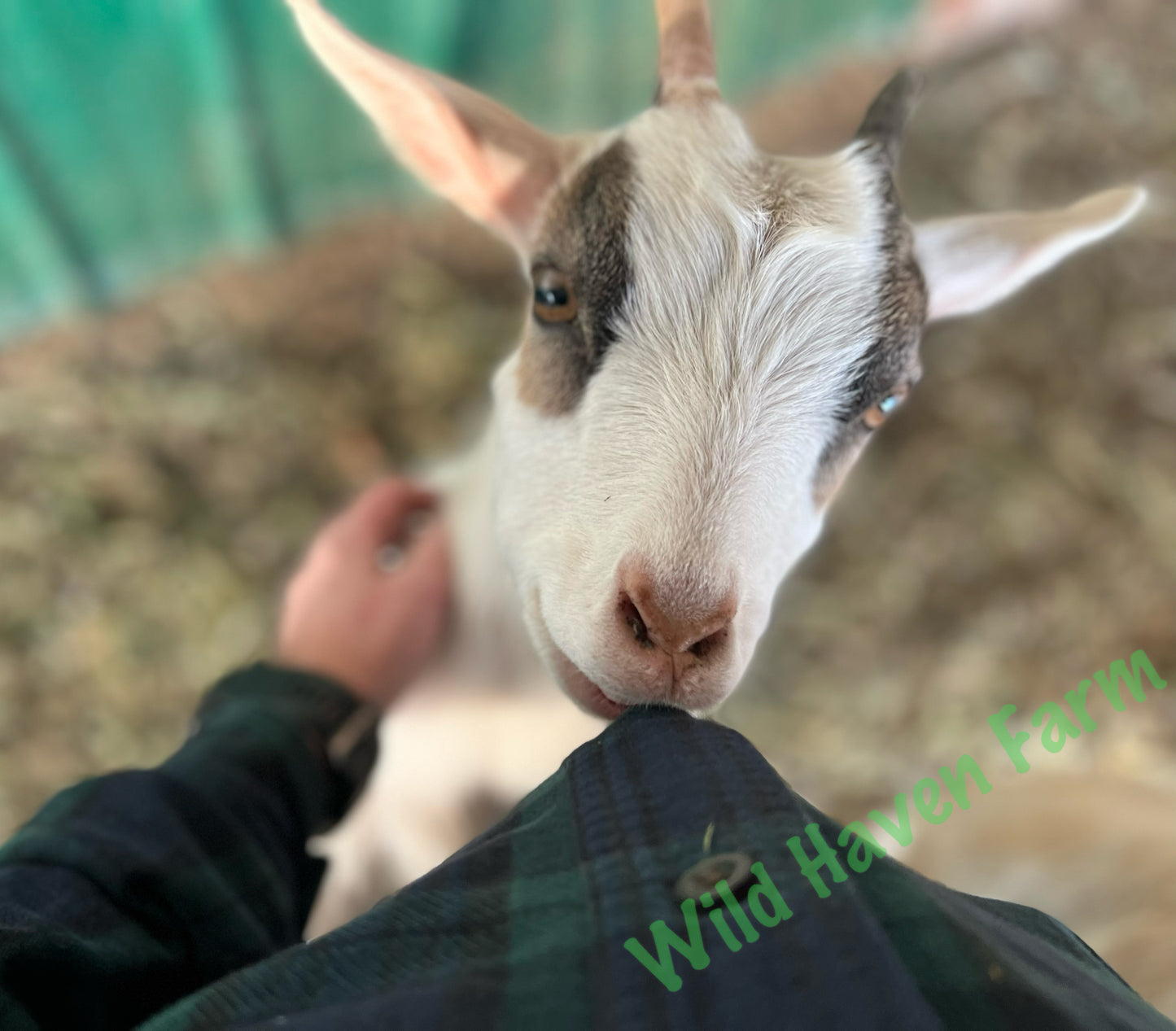 Goat looking up at the camera eating the button from a person's shirt
